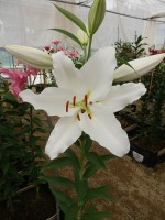 [5676 VZ W09 0976-01 No02.JPG]